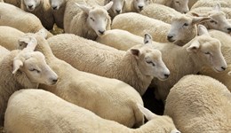 Sheep industry overview of 2018